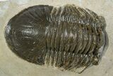 Paralejurus Trilobite Fossil - Ofaten, Morocco #345183-1